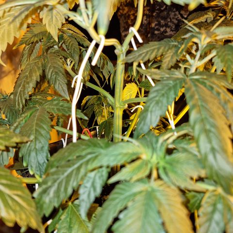 Ak47 Original growlog photo: Crecieron bastante, hay algunas que tiene evidentes signos de fertilización (ojas bajas completamentes amarillas) se regó con pura agua, fuero de eso todo normal 