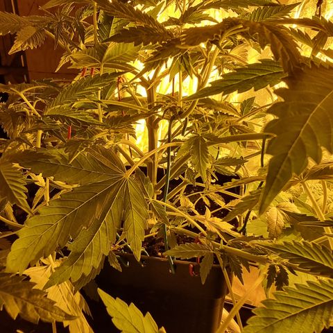 Ak47 Original growlog photo: Crecieron bastante, hay algunas que tiene evidentes signos de fertilización (ojas bajas completamentes amarillas) se regó con pura agua, fuero de eso todo normal 