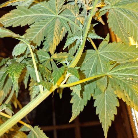 Ak47 Original growlog photo: Crecieron bastante, hay algunas que tiene evidentes signos de fertilización (ojas bajas completamentes amarillas) se regó con pura agua, fuero de eso todo normal 