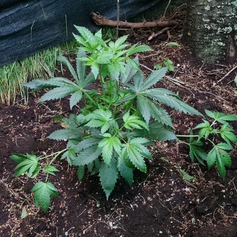 Ak47 Original growlog photo: Y estas hermosuras son la de exterior, todo va bien, lento pero seguro 