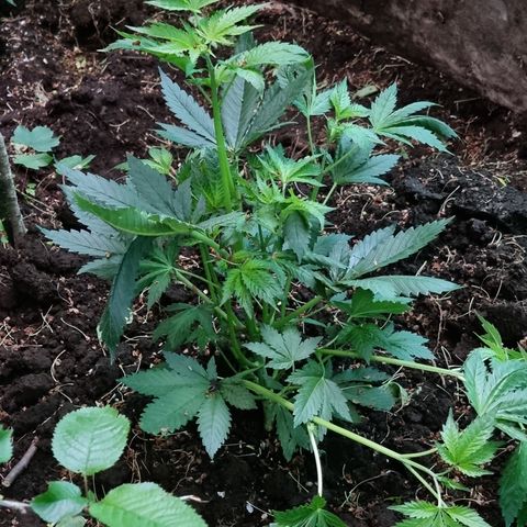 Ak47 Original growlog photo: Y estas hermosuras son la de exterior, todo va bien, lento pero seguro 
