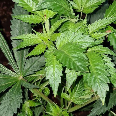 Ak47 Original growlog photo: Y estas hermosuras son la de exterior, todo va bien, lento pero seguro 