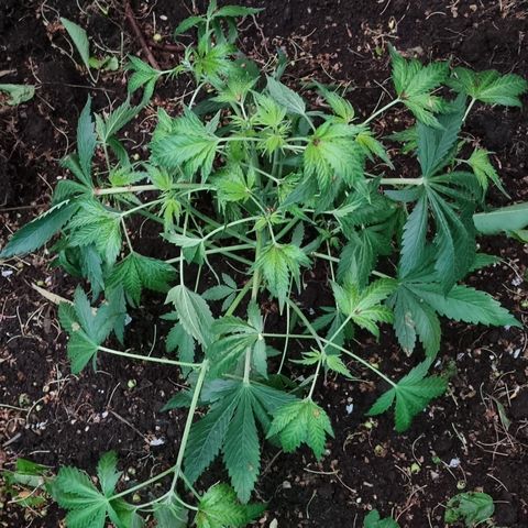 Ak47 Original growlog photo: Y estas hermosuras son la de exterior, todo va bien, lento pero seguro 