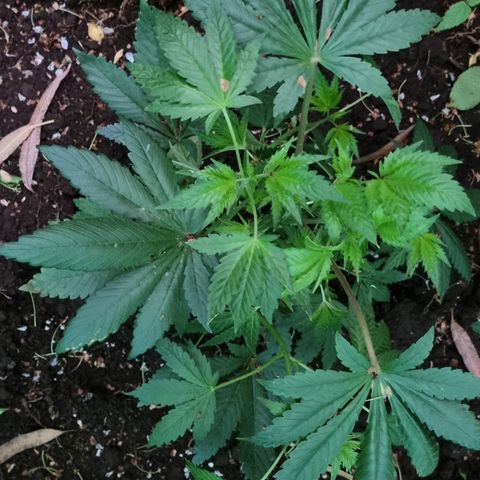 Ak47 Original growlog photo: Y estas hermosuras son la de exterior, todo va bien, lento pero seguro 