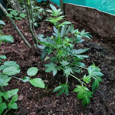 Ak47 Original growlog photo: Y estas hermosuras son la de exterior, todo va bien, lento pero seguro 
