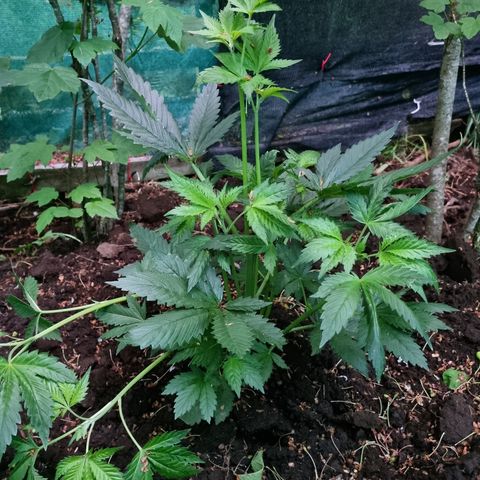 Ak47 Original growlog photo: Y estas hermosuras son la de exterior, todo va bien, lento pero seguro 