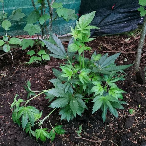Ak47 Original growlog photo: Y estas hermosuras son la de exterior, todo va bien, lento pero seguro 