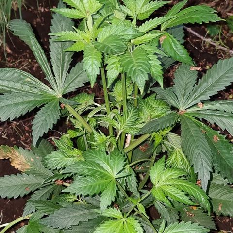 Ak47 Original growlog photo: Y estas hermosuras son la de exterior, todo va bien, lento pero seguro 