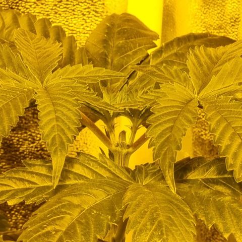 Ak47 Original growlog photo: Se regaron  solo con agua 1/2 litro cada una. Cada día más grandes!!!