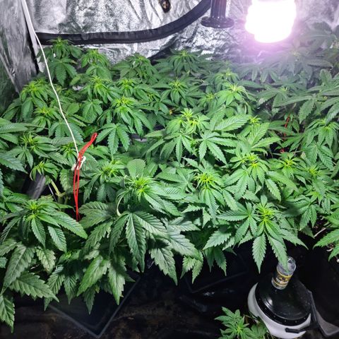 Ak47 Original growlog timeline photo