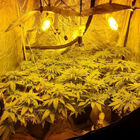 Ak47 Original growlog photo: Se regaron  solo con agua 1/2 litro cada una. Cada día más grandes!!!