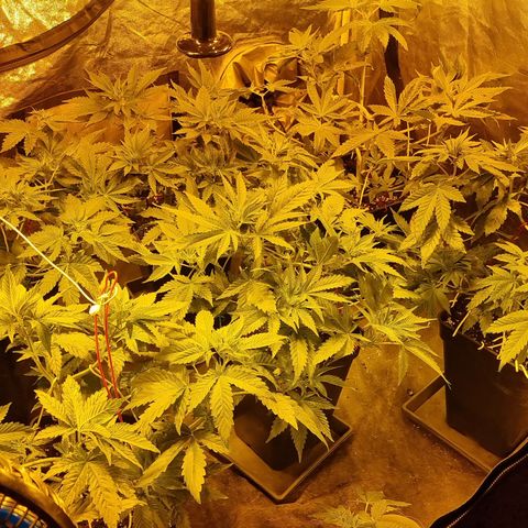 Ak47 Original growlog timeline photo