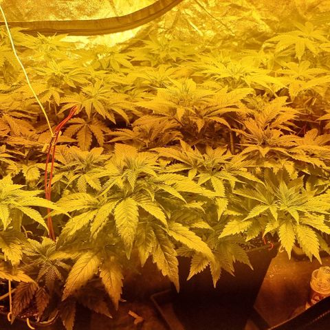 Ak47 Original growlog photo: Se regaron  solo con agua 1/2 litro cada una. Cada día más grandes!!!