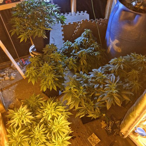 Ak47 Original growlog photo: Están hermosas, ahora ya empezaron a consumir más agua 💧  por que se le agrego un generador de CO2, 