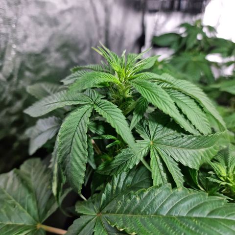 Ak47 Original growlog photo: Se están empezando a formar los primeros cogollos 