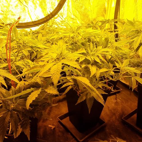 Ak47 Original growlog timeline photo