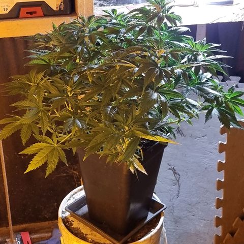 Ak47 Original growlog photo: Están hermosas, ahora ya empezaron a consumir más agua 💧  por que se le agrego un generador de CO2, 