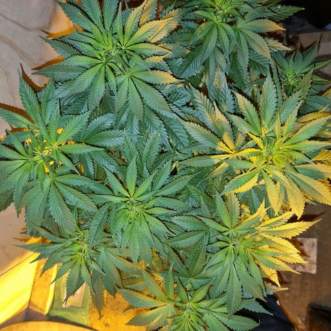 Ak47 Original growlog photo: Están hermosas, ahora ya empezaron a consumir más agua 💧  por que se le agrego un generador de CO2, 