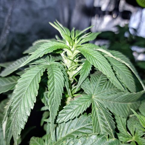 Ak47 Original growlog photo: Se están empezando a formar los primeros cogollos 