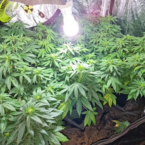 Ak47 Original growlog photo: Hoy se regaron con 1 litro de mezcla (TopCropBigOne 2ml/lts) cada una de las plantitas, se ven hermosas!