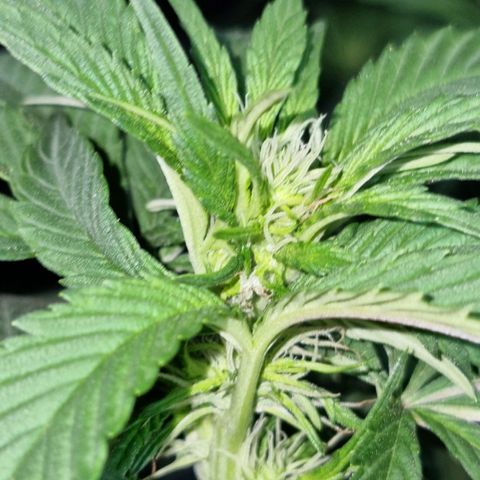 Ak47 Original growlog photo: Hoy se regaron con 1 litro de mezcla (TopCropBigOne 2ml/lts) cada una de las plantitas, se ven hermosas!