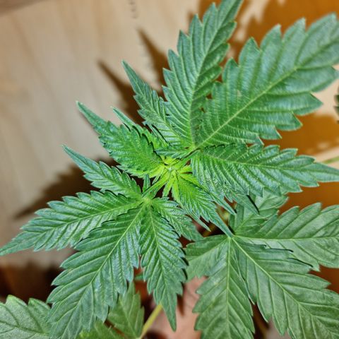 Ak47 Original growlog photo: Se realizo poda ramas bajas y se cortaron todas las hojas más grandes, además a sólo una Se le realizó poda apical, después de aver estado deshidratadas ayer hoy ya se ven en perfectas condiciones