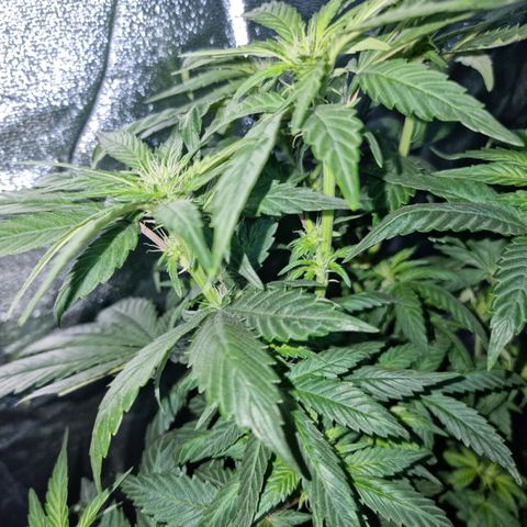 Ak47 Original growlog photo: Se les hizo poda de hojas inferiores (amarillas) y también se cortaron las hojas más grandes. También se regaron con 1lts c/u con DELTA 9 (ml/lts)