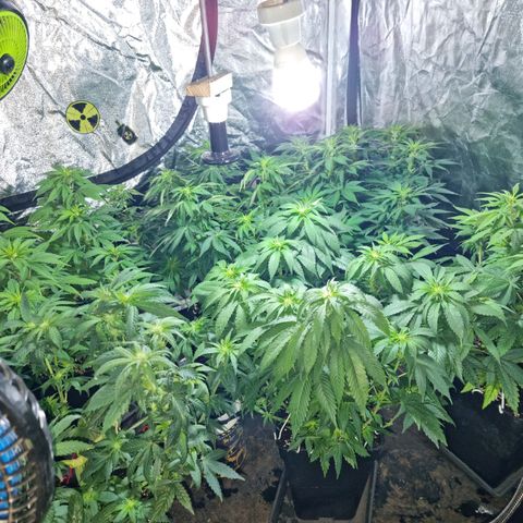 Ak47 Original growlog photo: Se les hizo poda de hojas inferiores (amarillas) y también se cortaron las hojas más grandes. También se regaron con 1lts c/u con DELTA 9 (ml/lts)
