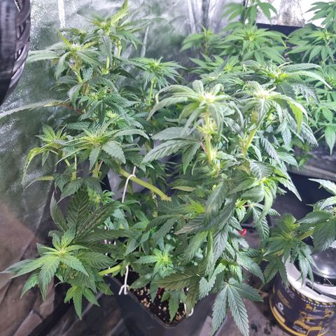 Ak47 Original growlog photo: Se les hizo poda de hojas inferiores (amarillas) y también se cortaron las hojas más grandes. También se regaron con 1lts c/u con DELTA 9 (ml/lts)