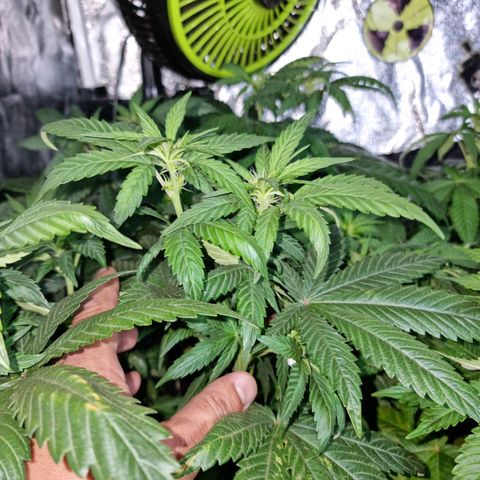 Ak47 Original growlog photo: Hoy se regaron con 1 litro de mezcla (TopCropBigOne 2ml/lts) cada una de las plantitas, se ven hermosas!