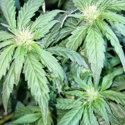 Ak47 Original growlog photo: Se pase a fase 2 con Reaktor generador de CO2