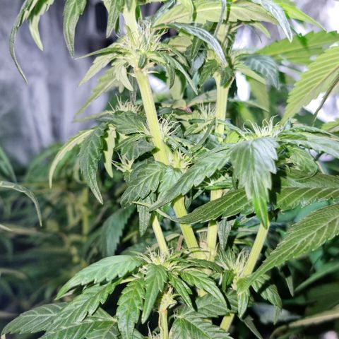 Ak47 Original growlog photo: Se pase a fase 2 con Reaktor generador de CO2