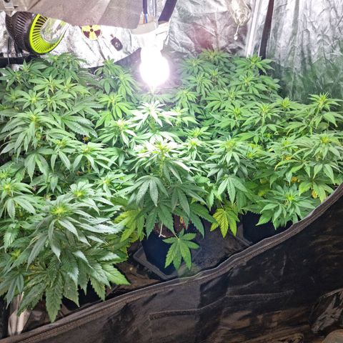 Ak47 Original growlog photo: Hoy se regaron con 1 litro de mezcla (TopCropBigOne 2ml/lts) cada una de las plantitas, se ven hermosas!