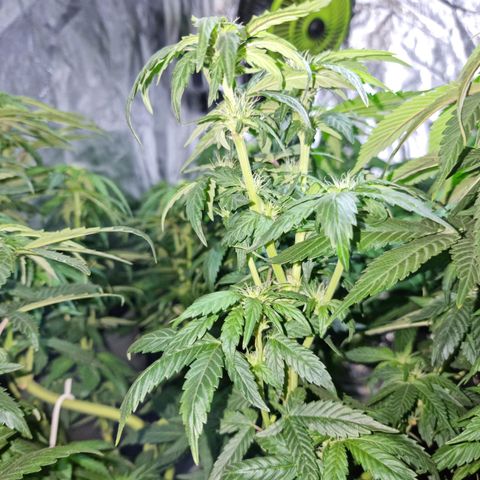 Ak47 Original growlog photo: Se pase a fase 2 con Reaktor generador de CO2