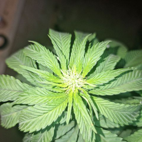 Ak47 Original growlog photo: Se les hizo poda de hojas inferiores (amarillas) y también se cortaron las hojas más grandes. También se regaron con 1lts c/u con DELTA 9 (ml/lts)