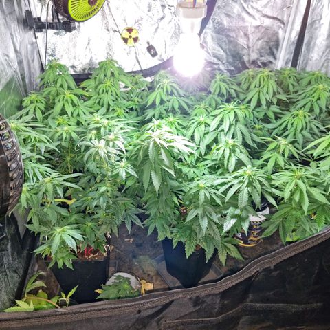 Ak47 Original growlog photo: Se pase a fase 2 con Reaktor generador de CO2