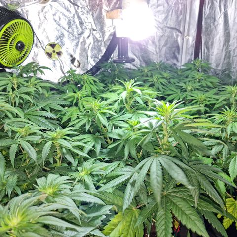 Ak47 Original growlog photo: Hoy se regaron con 1 litro de mezcla (TopCropBigOne 2ml/lts) cada una de las plantitas, se ven hermosas!