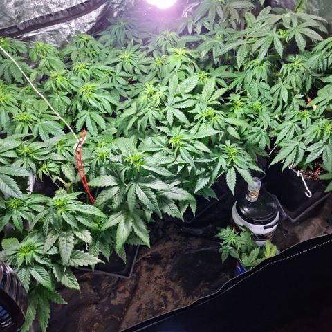 Ak47 Original growlog timeline photo