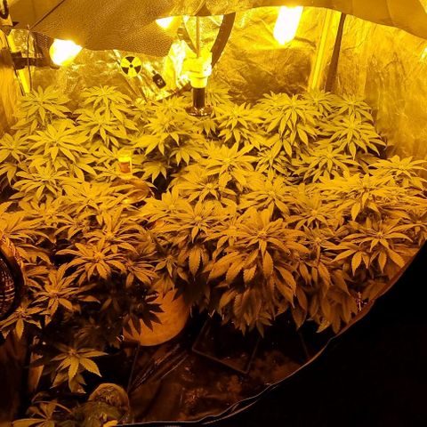 Ak47 Original growlog timeline photo