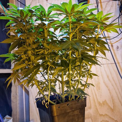 Ak47 Original growlog timeline photo