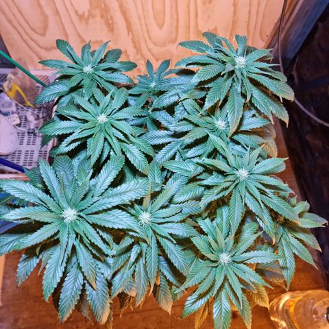 Ak47 Original growlog timeline photo