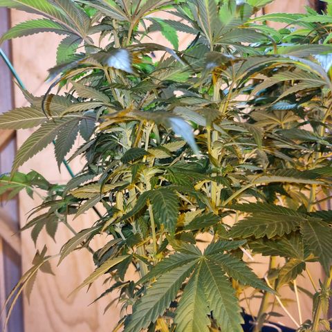 Ak47 Original growlog timeline photo