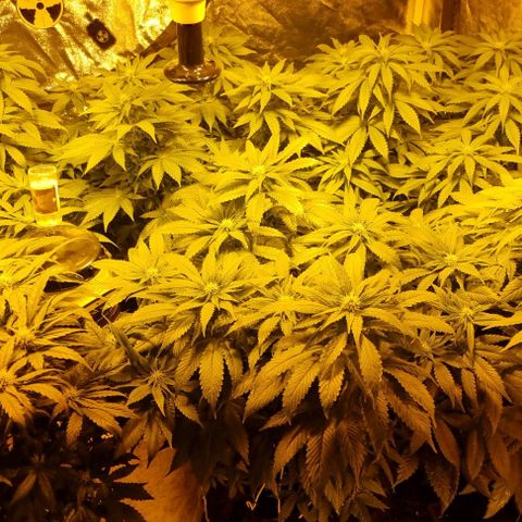 Ak47 Original growlog timeline photo