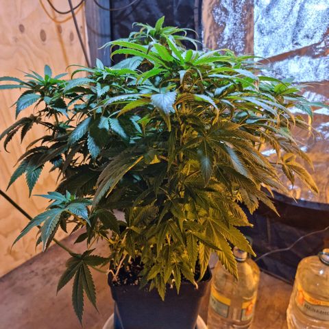 Ak47 Original growlog timeline photo