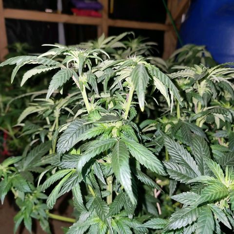 Ak47 Original growlog photo: Se les hizo poda de hojas inferiores (amarillas) y también se cortaron las hojas más grandes. También se regaron con 1lts c/u con DELTA 9 (ml/lts)