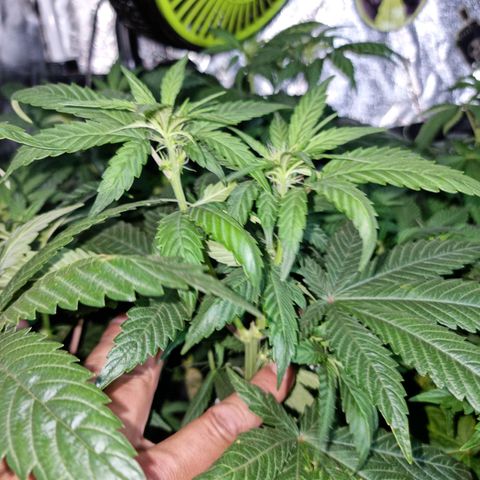 Ak47 Original growlog photo: Hoy se regaron con 1 litro de mezcla (TopCropBigOne 2ml/lts) cada una de las plantitas, se ven hermosas!