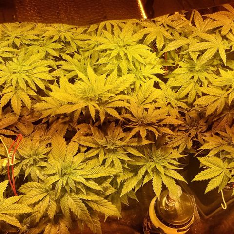 Ak47 Original growlog photo: Se regaron  solo con agua 1/2 litro cada una. Cada día más grandes!!!
