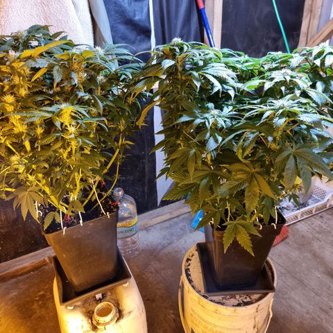 Ak47 Original growlog timeline photo