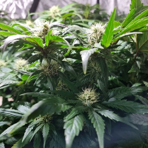 Ak47 Original growlog timeline photo