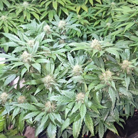 Ak47 Original growlog timeline photo